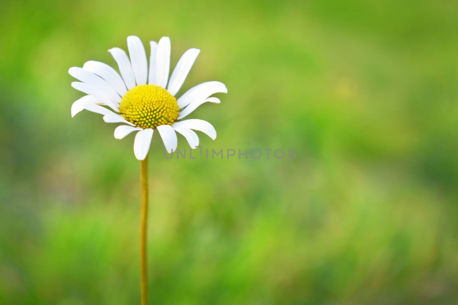 Chamomile on the field with green grass