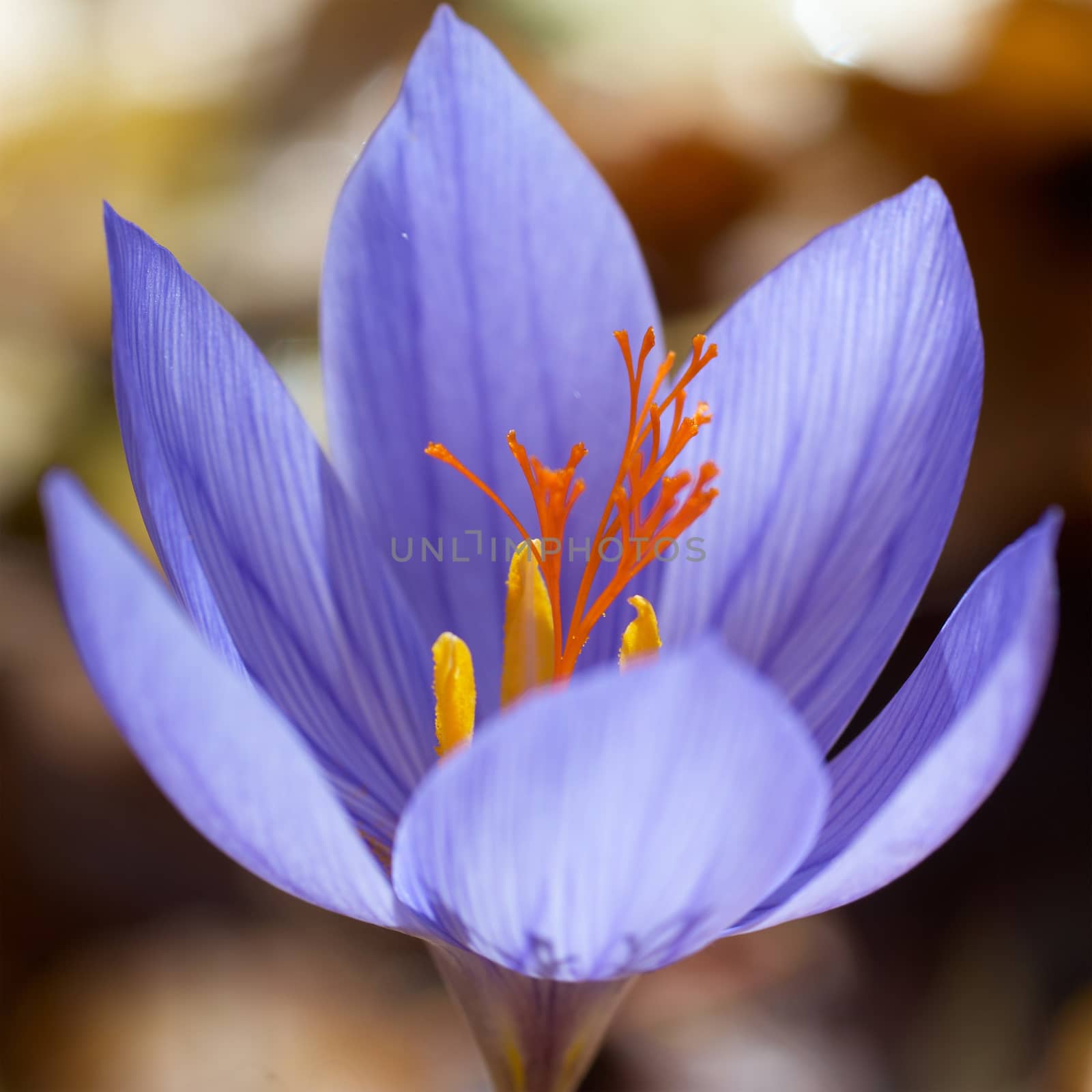 Blue flower crocus ligusticus (saffron) in the forest