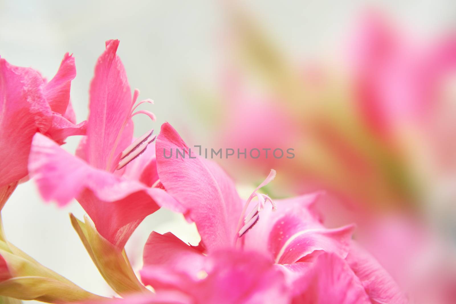 Bouquet of beautiful red and pink gladioluses