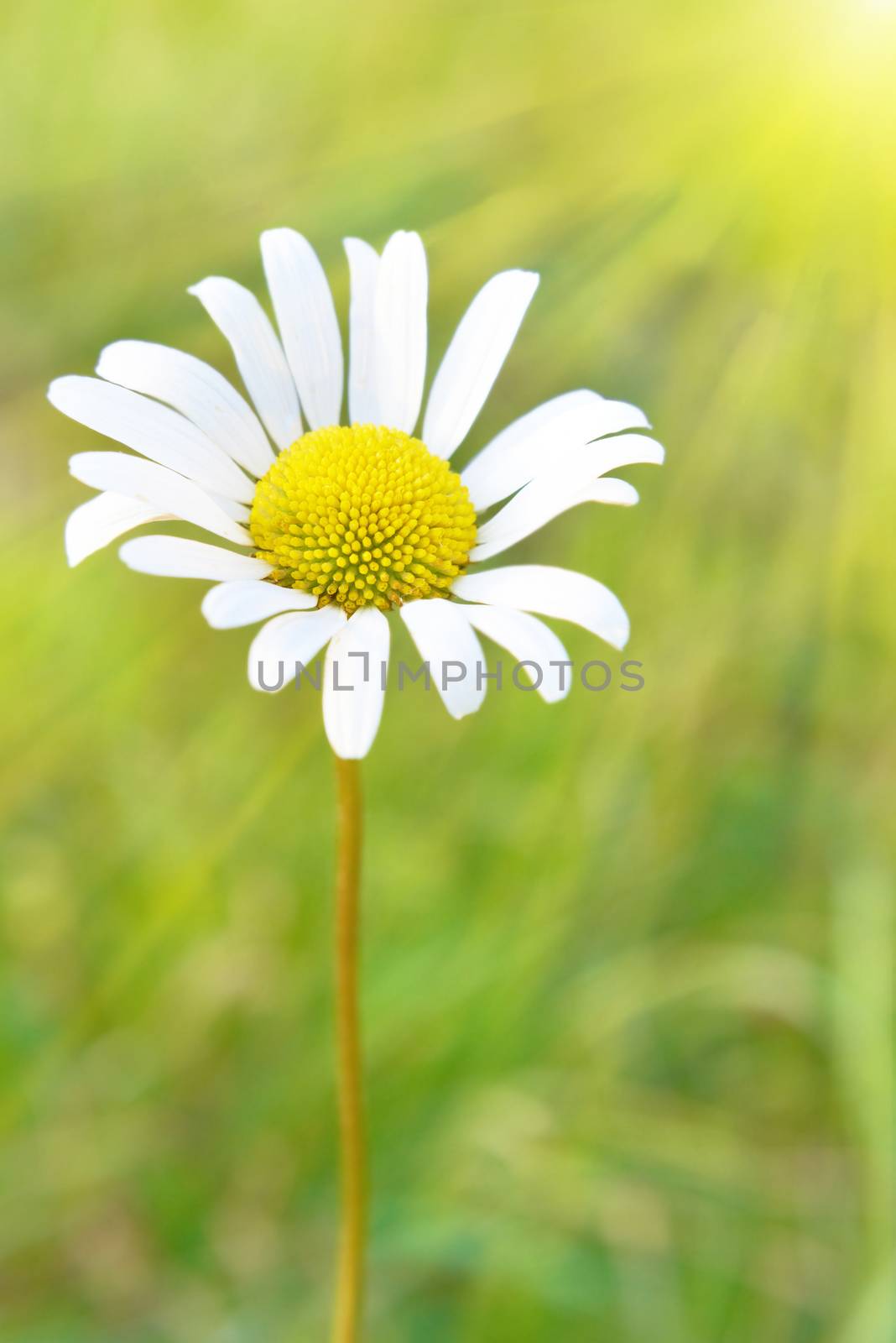 Chamomile under sun on the field with green grass