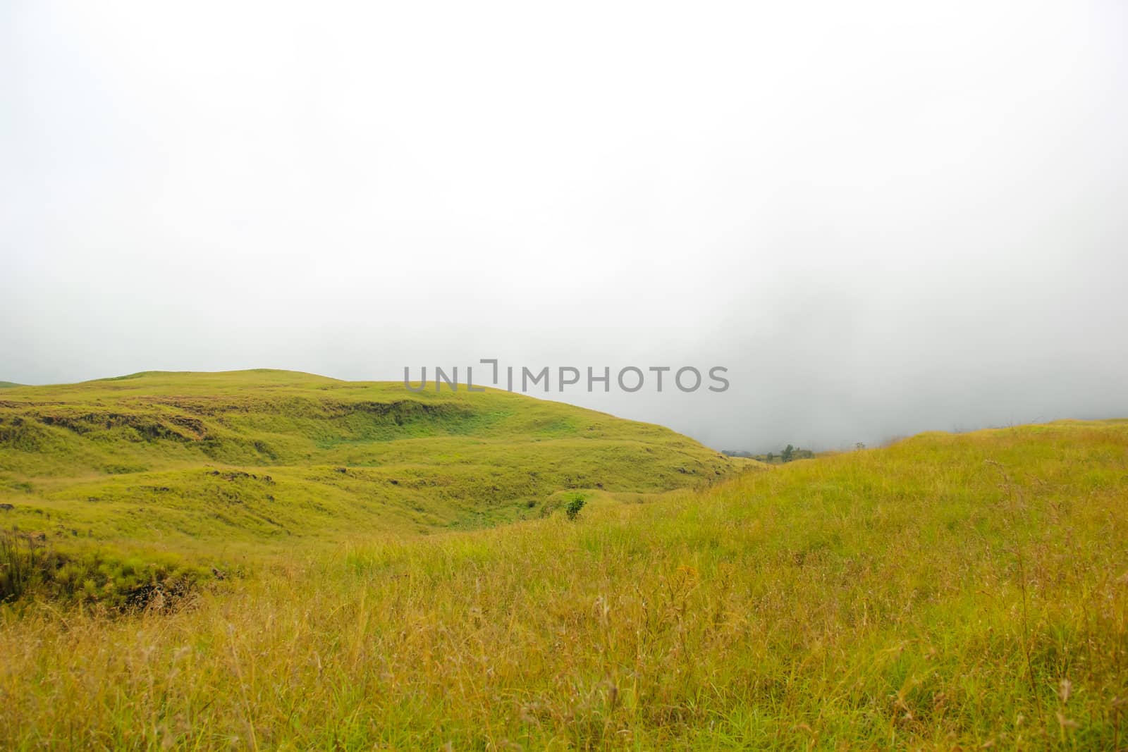 Landscape on mountain with grass and cloud