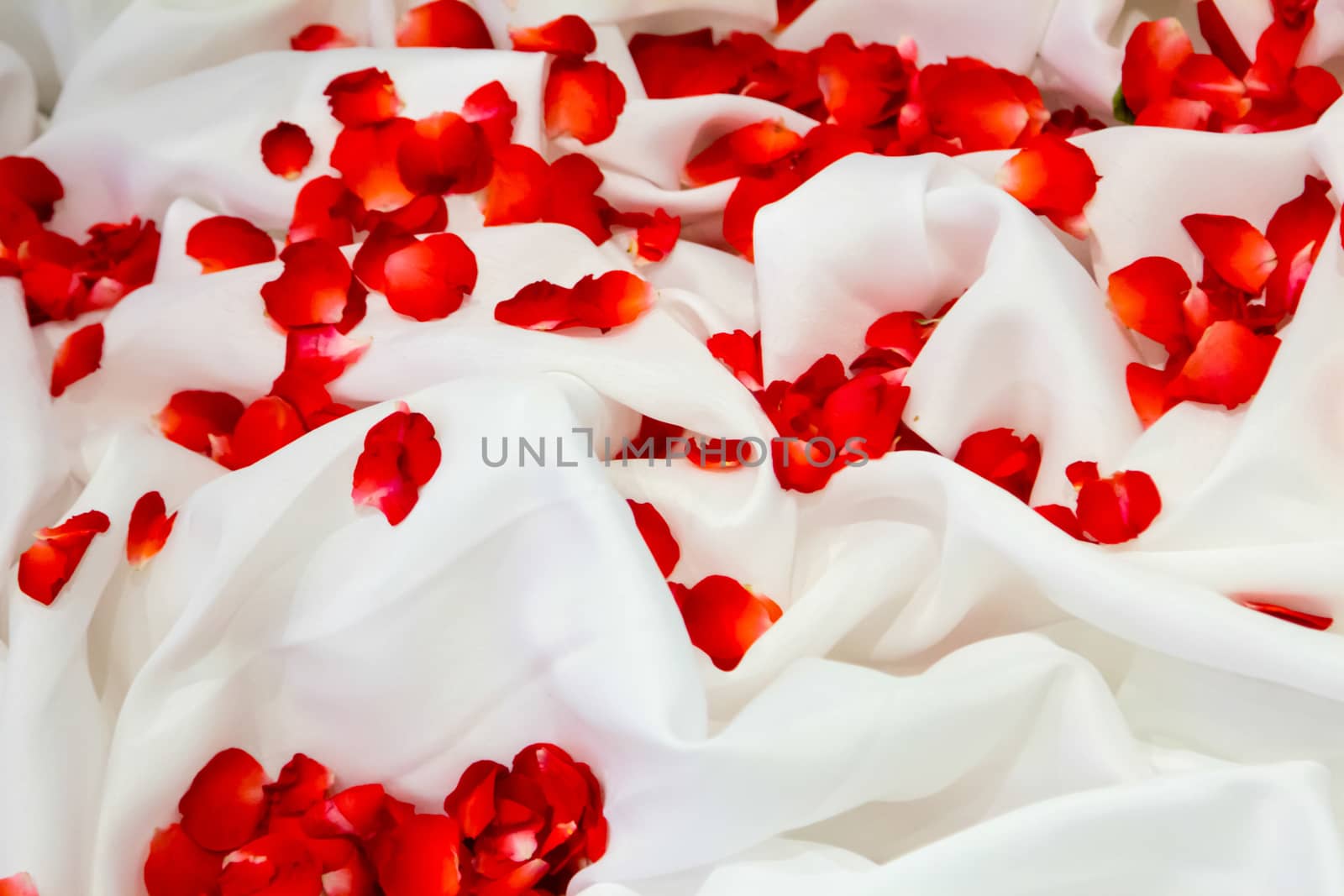Rose petals on white fabric with background