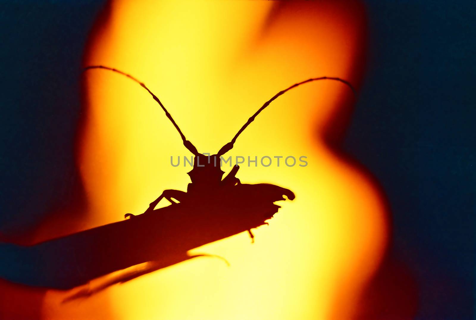 Beetle Galanthus against a background of fire. by vapi