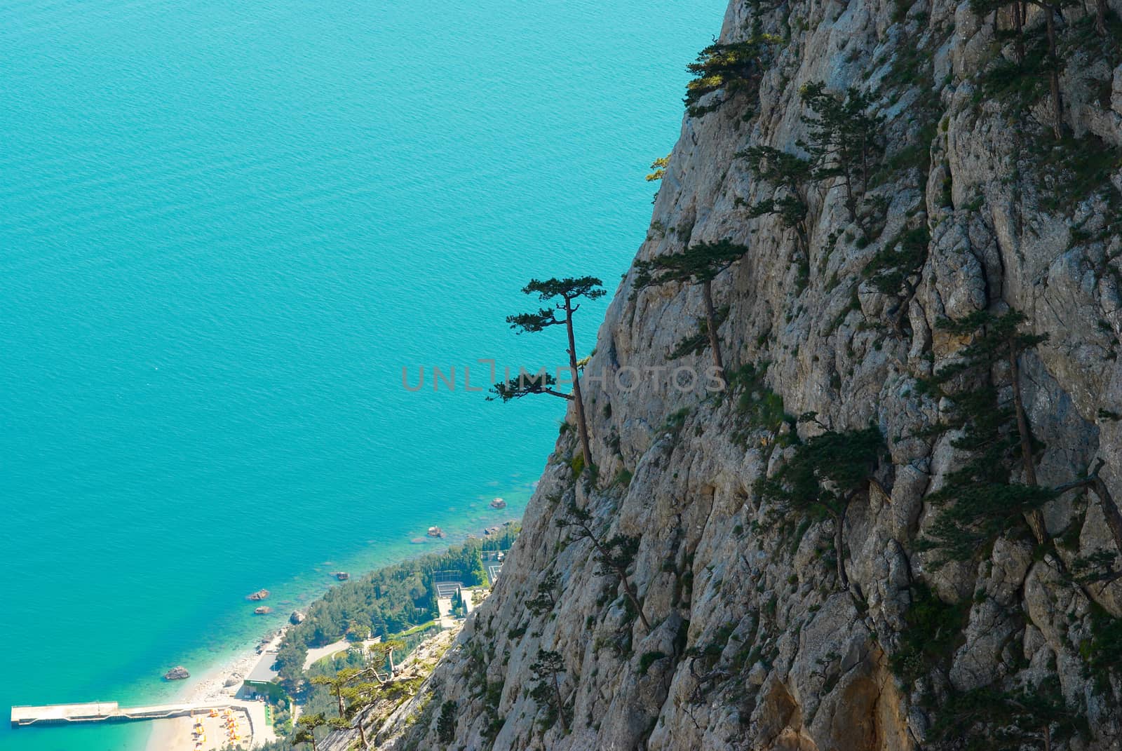 Trees (pines) on the rocks above the city. by vapi