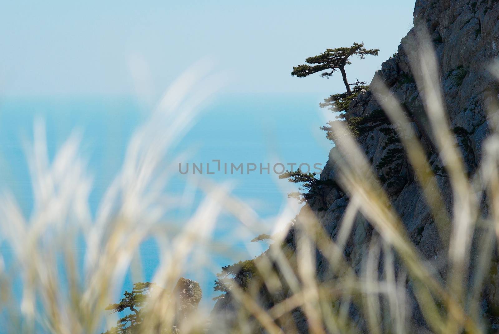 Lonely pine on the rock with the feather grass foreground.