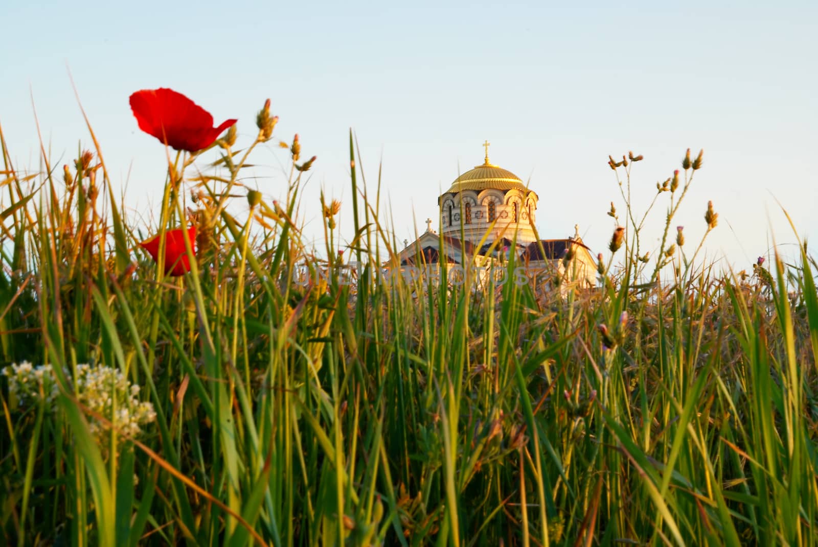 Temple and the poppy.