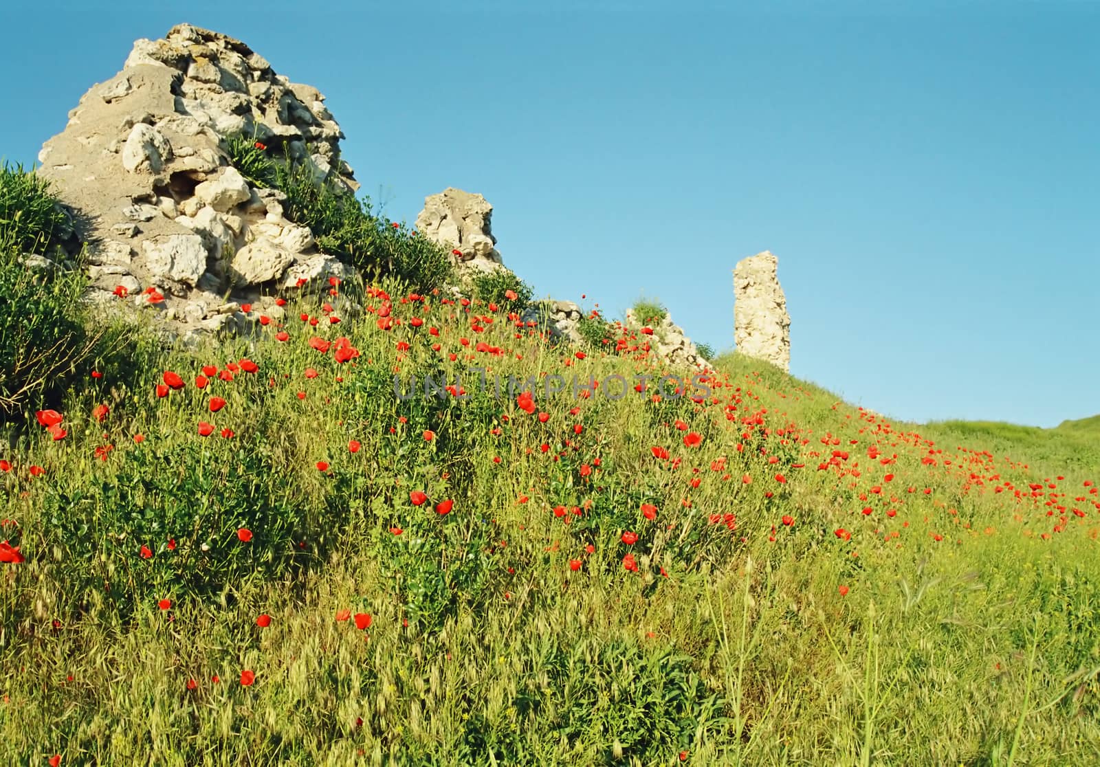 Field of poppy. Antique Chersonesos, Ukraine.