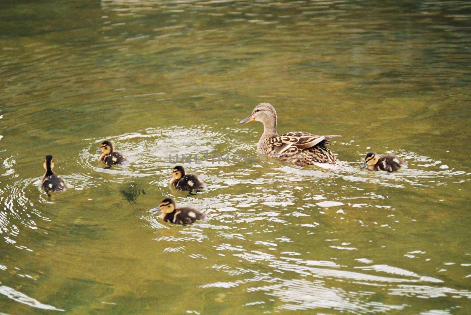 Duck with the duckling in the pond. by vapi