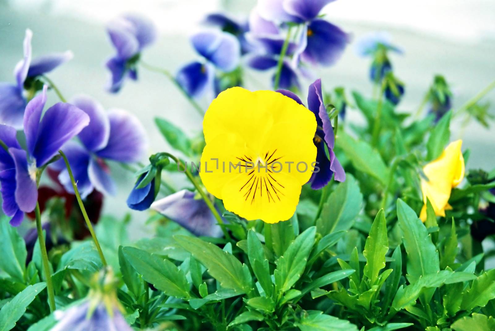 Pansy, Viola tricolor.