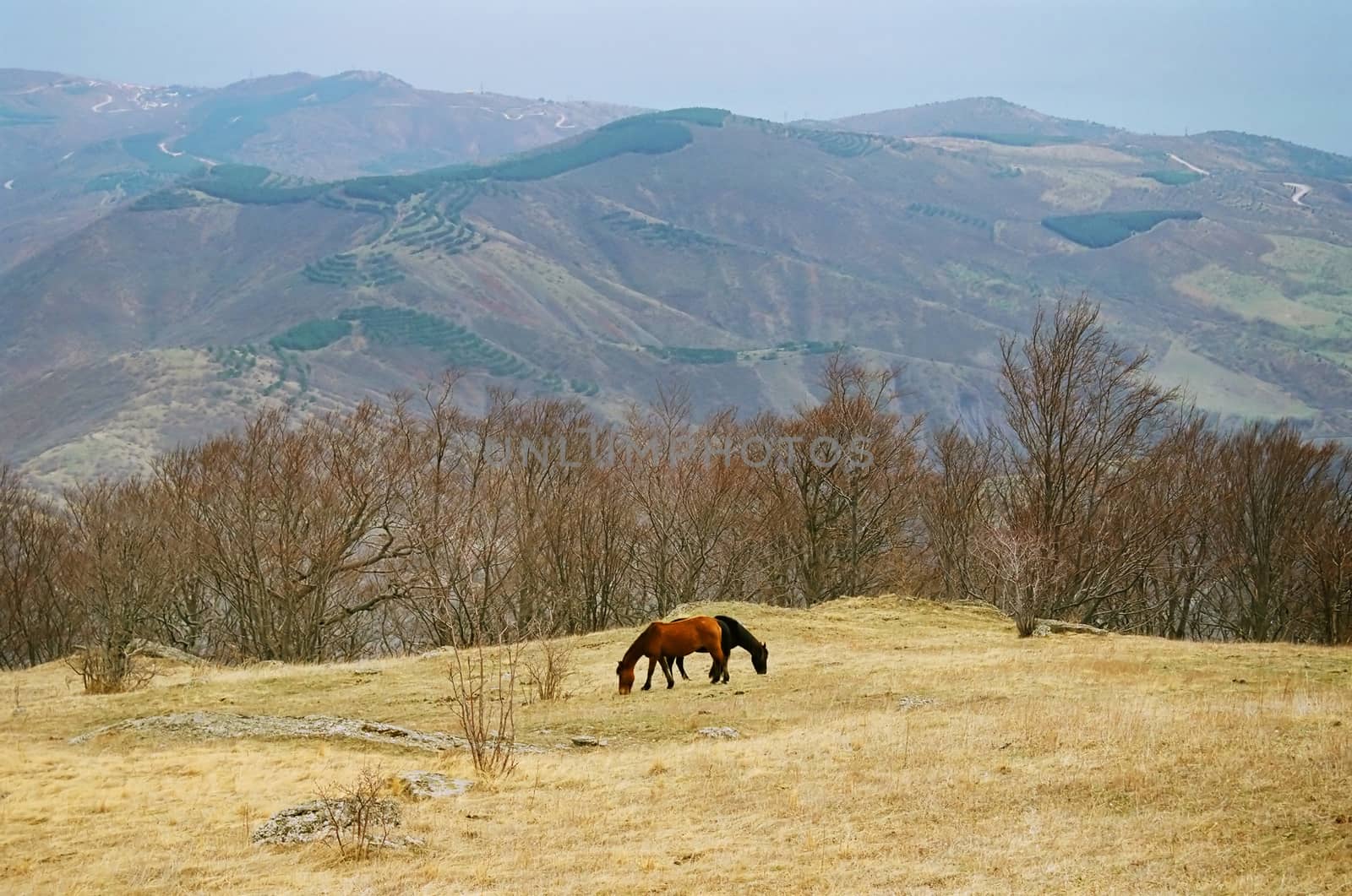 Two horses on the mountainside.