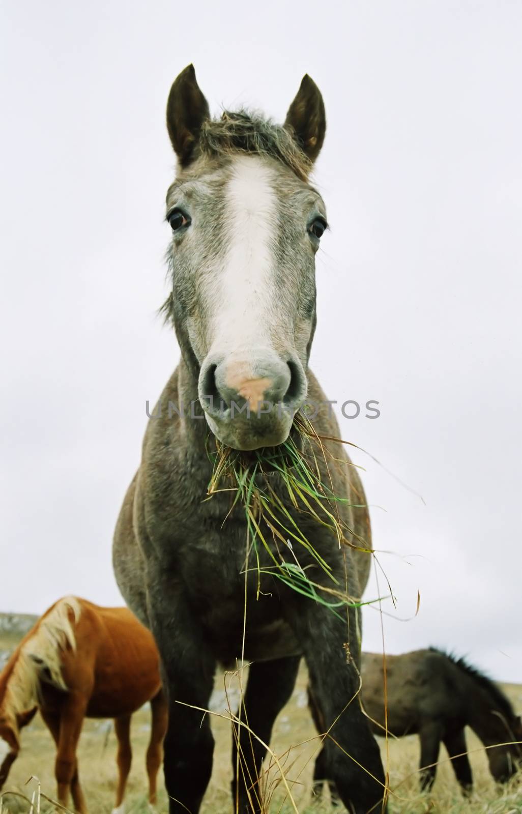 Horse chewing the grass.