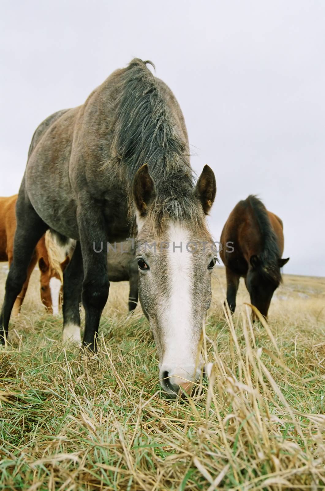 Horse chewing the grass.