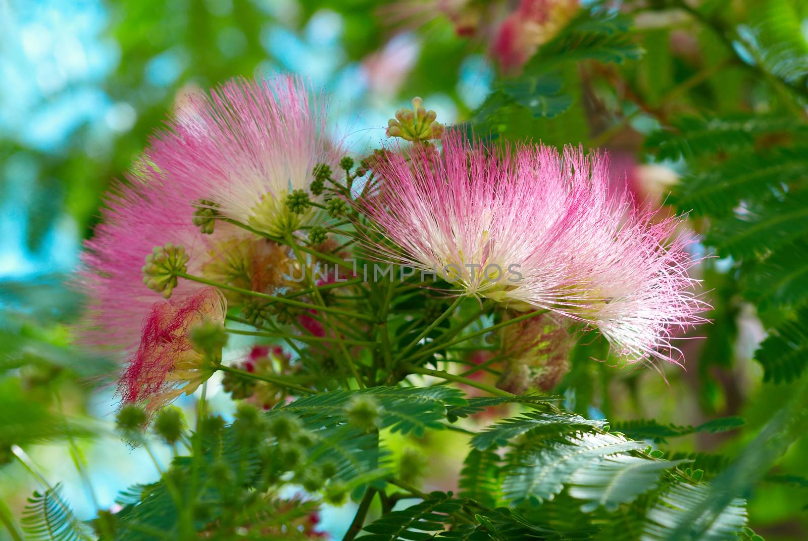 Flowers of acacia (Albizzia julibrissin).