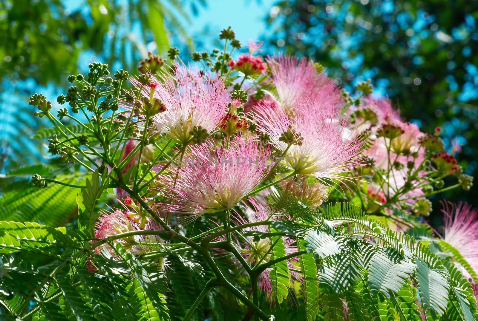 Flowers of acacia (Albizzia julibrissin). by vapi