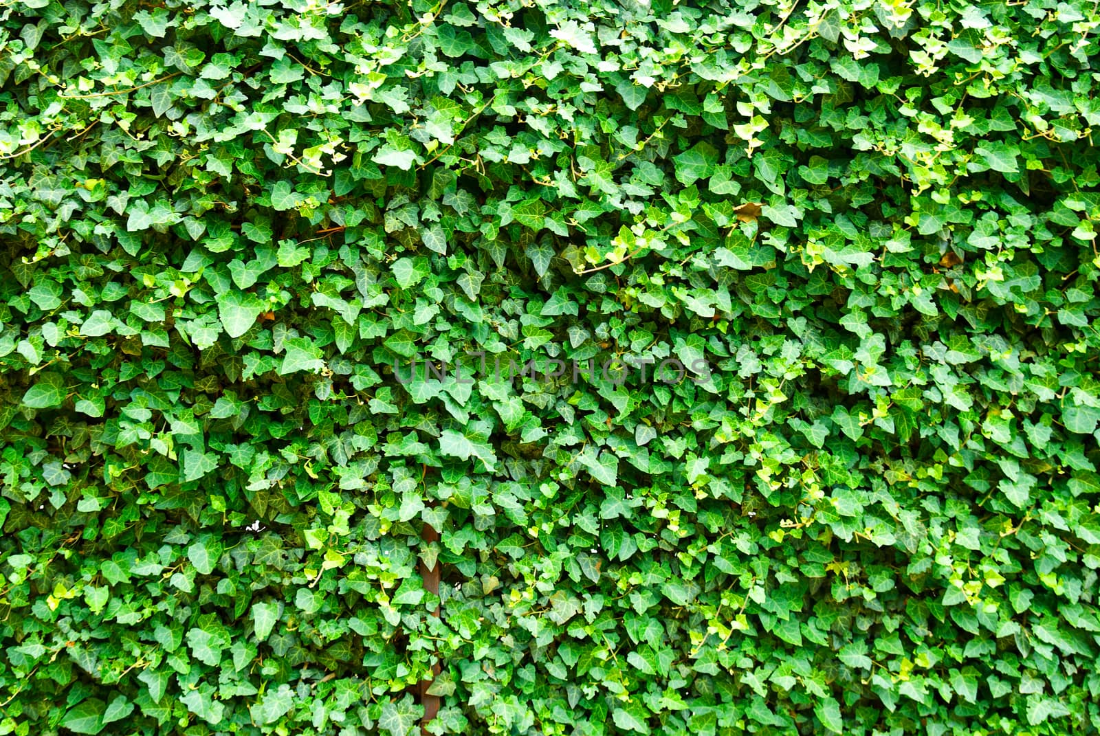 Wall of the leaves. Ivy (Hedera helix)