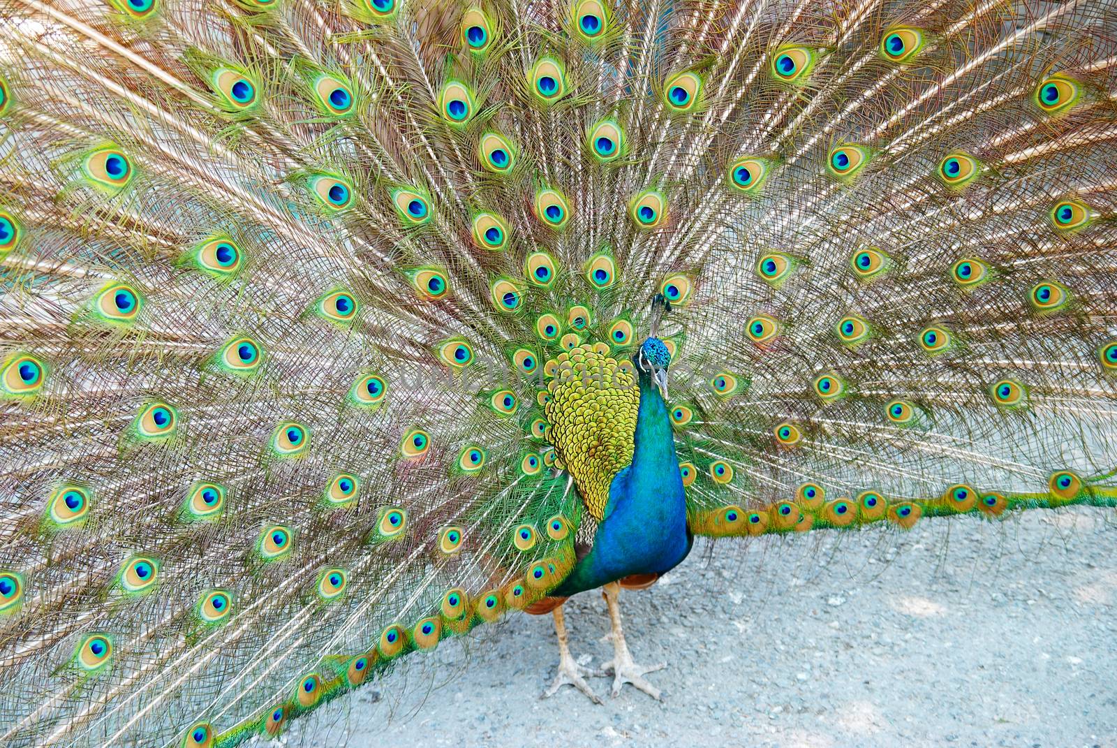 Peacock with open train.