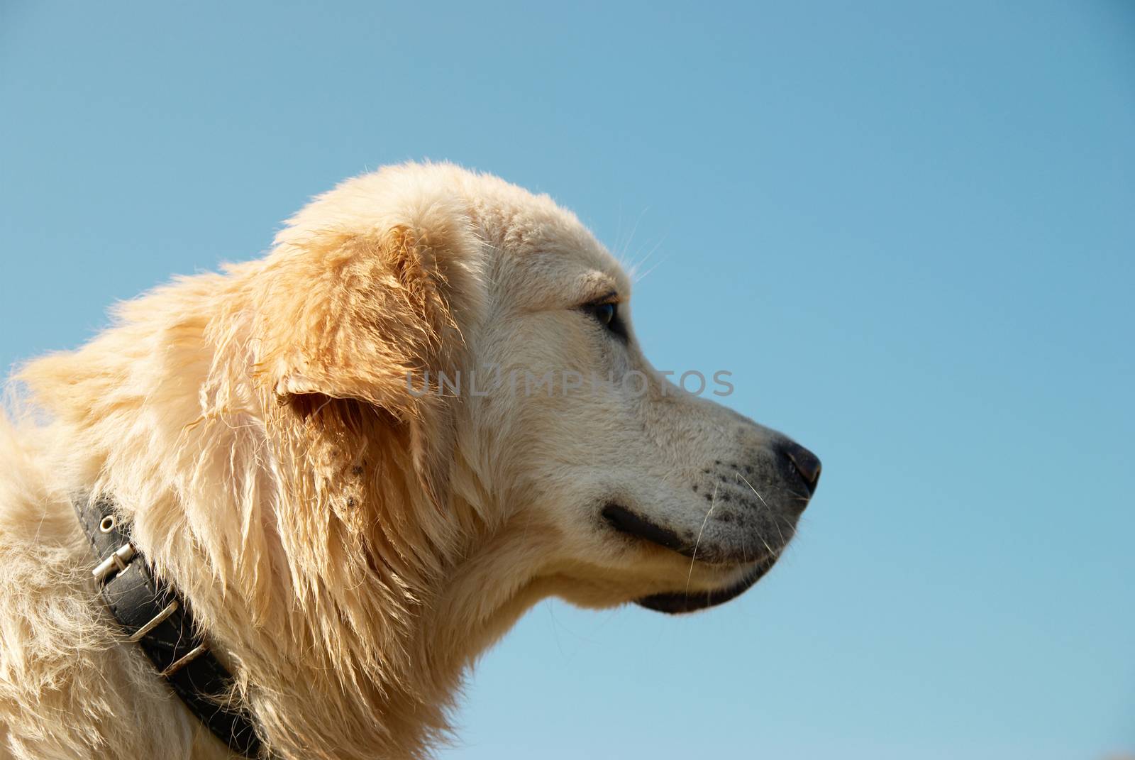 Golden retriever isolated on blue.