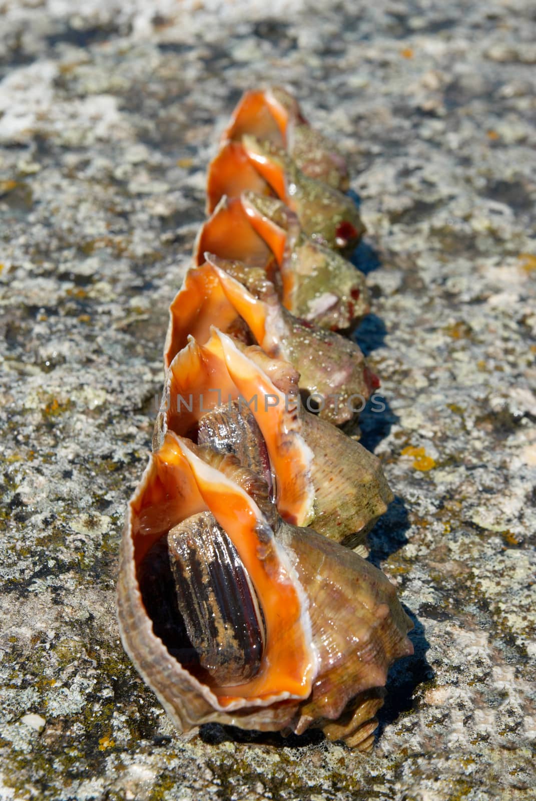 Shells and molluscs of rapana venosa.