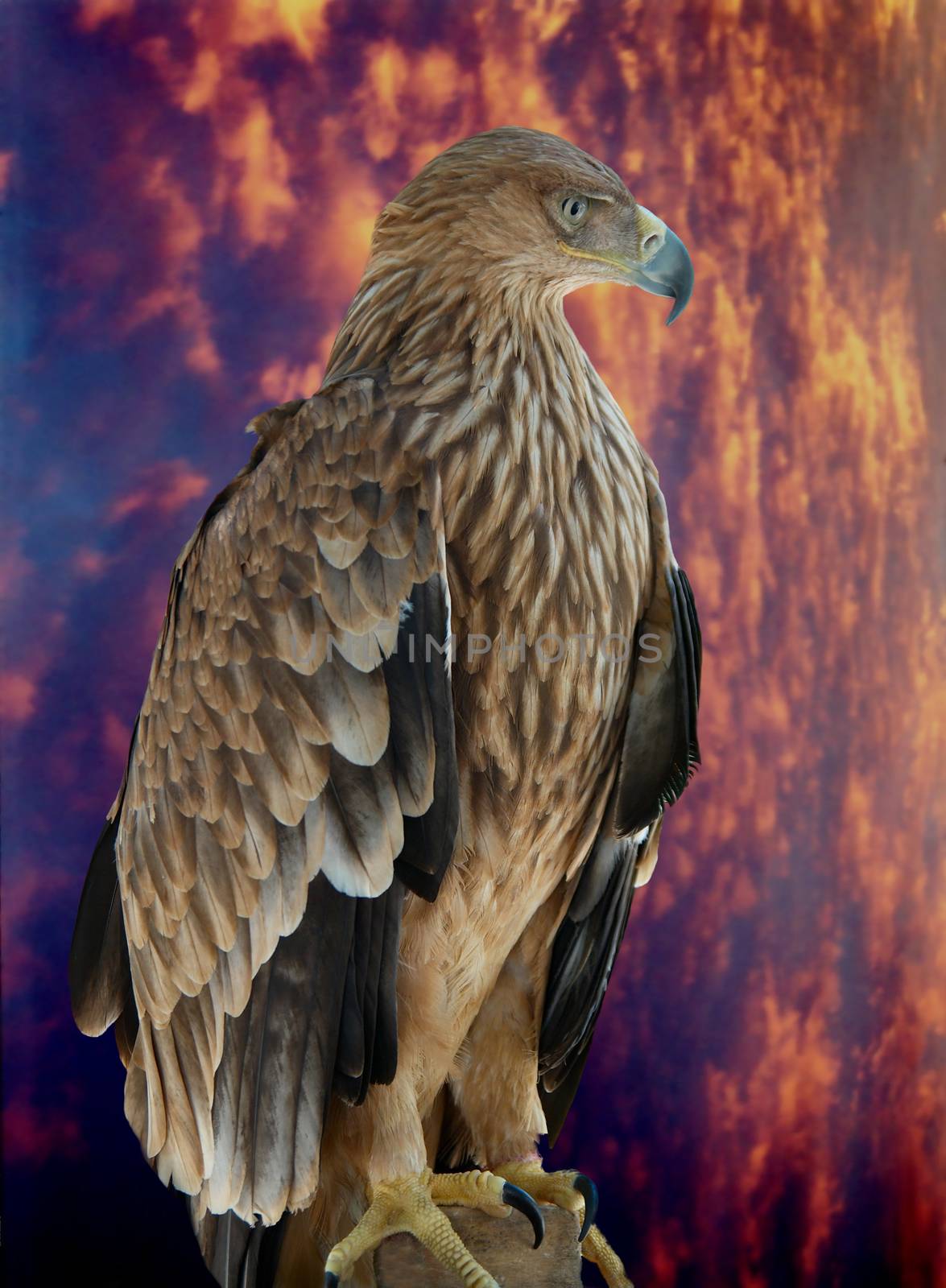 A hawk eagle sitting on the tree. by vapi