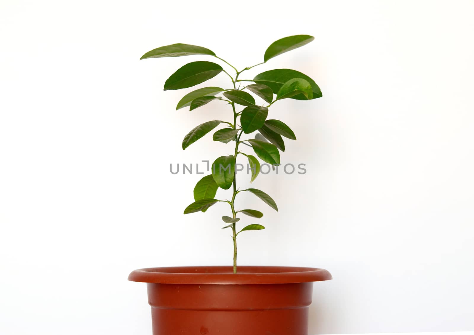 Green young plants in the pot isolated on white. by vapi