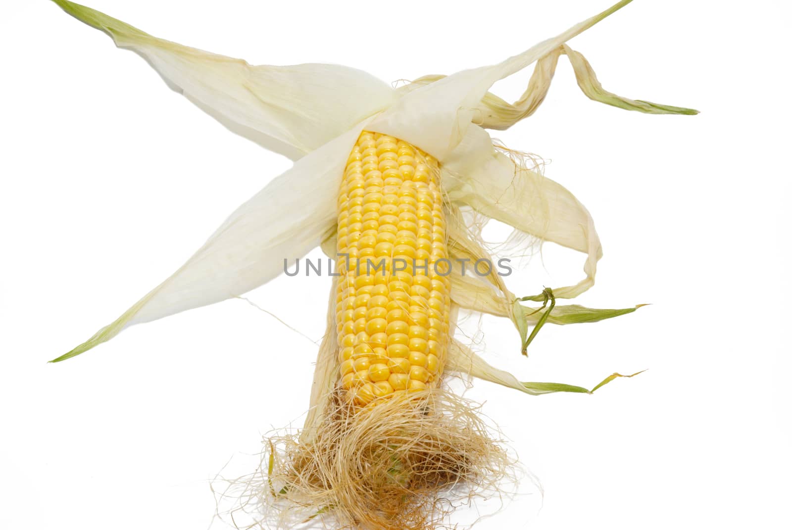 Yellow young corn isolated on white. by vapi