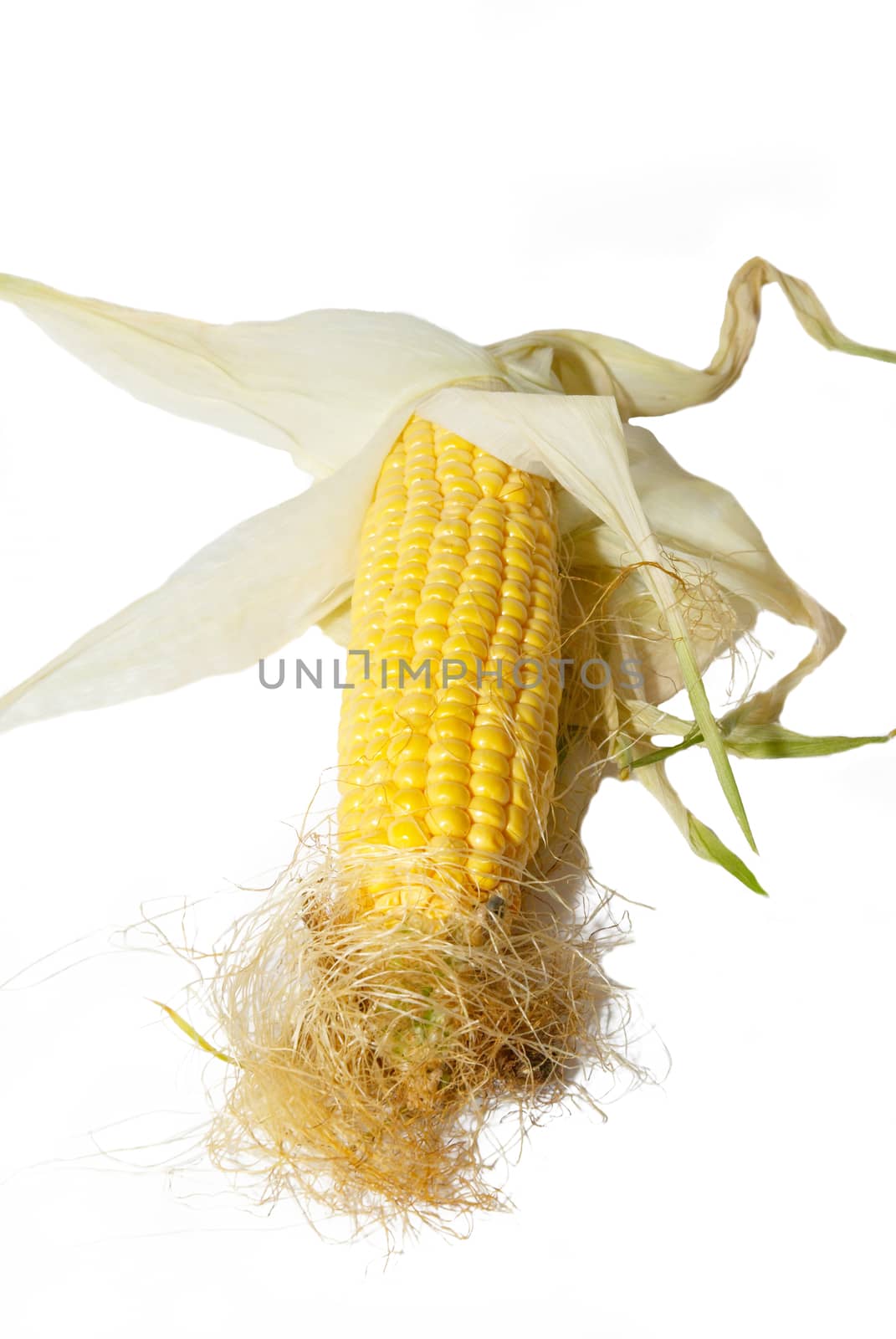 Yellow young corn isolated on white. by vapi