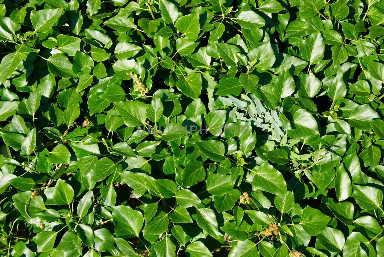 A textured wall of the green leaves.