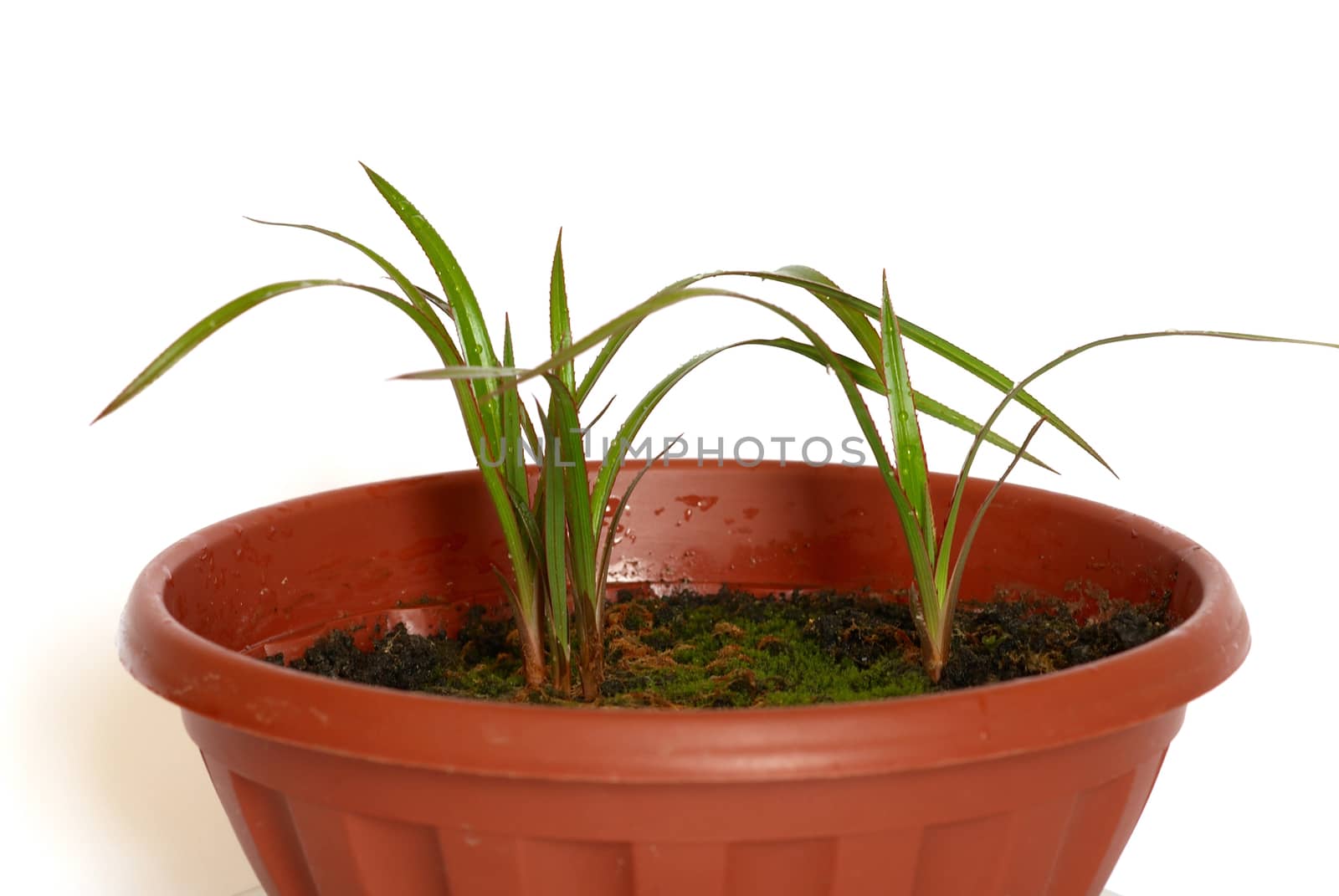 Green young plants in the pot on white background.