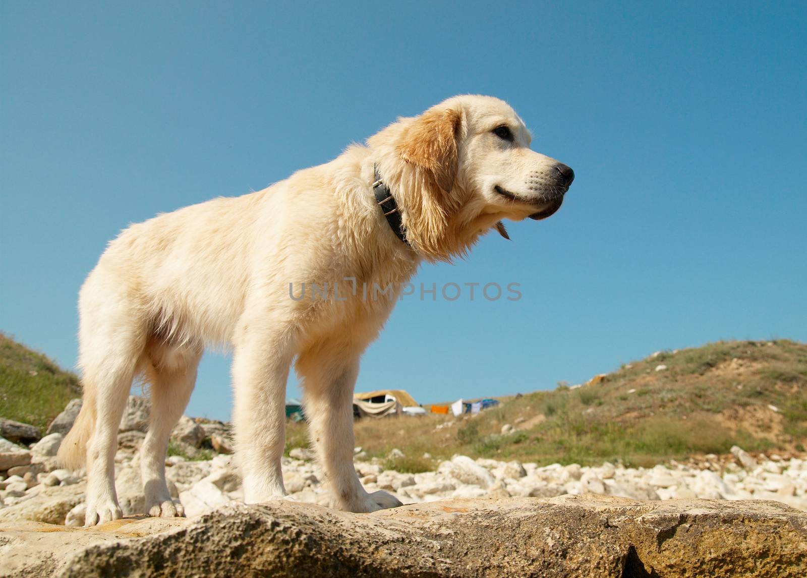 Golden retriever on the coast.