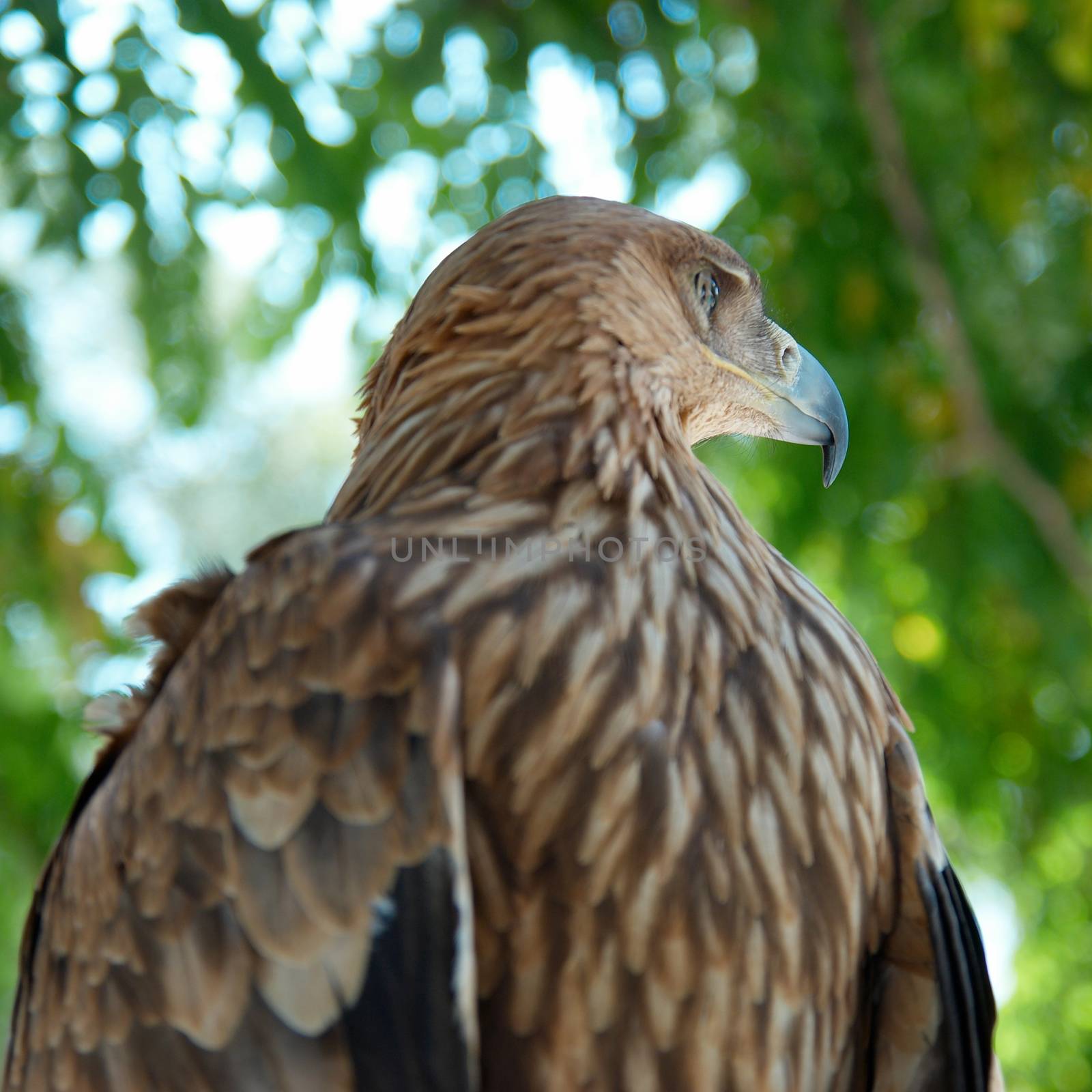 A hawk eagle sitting on the tree.