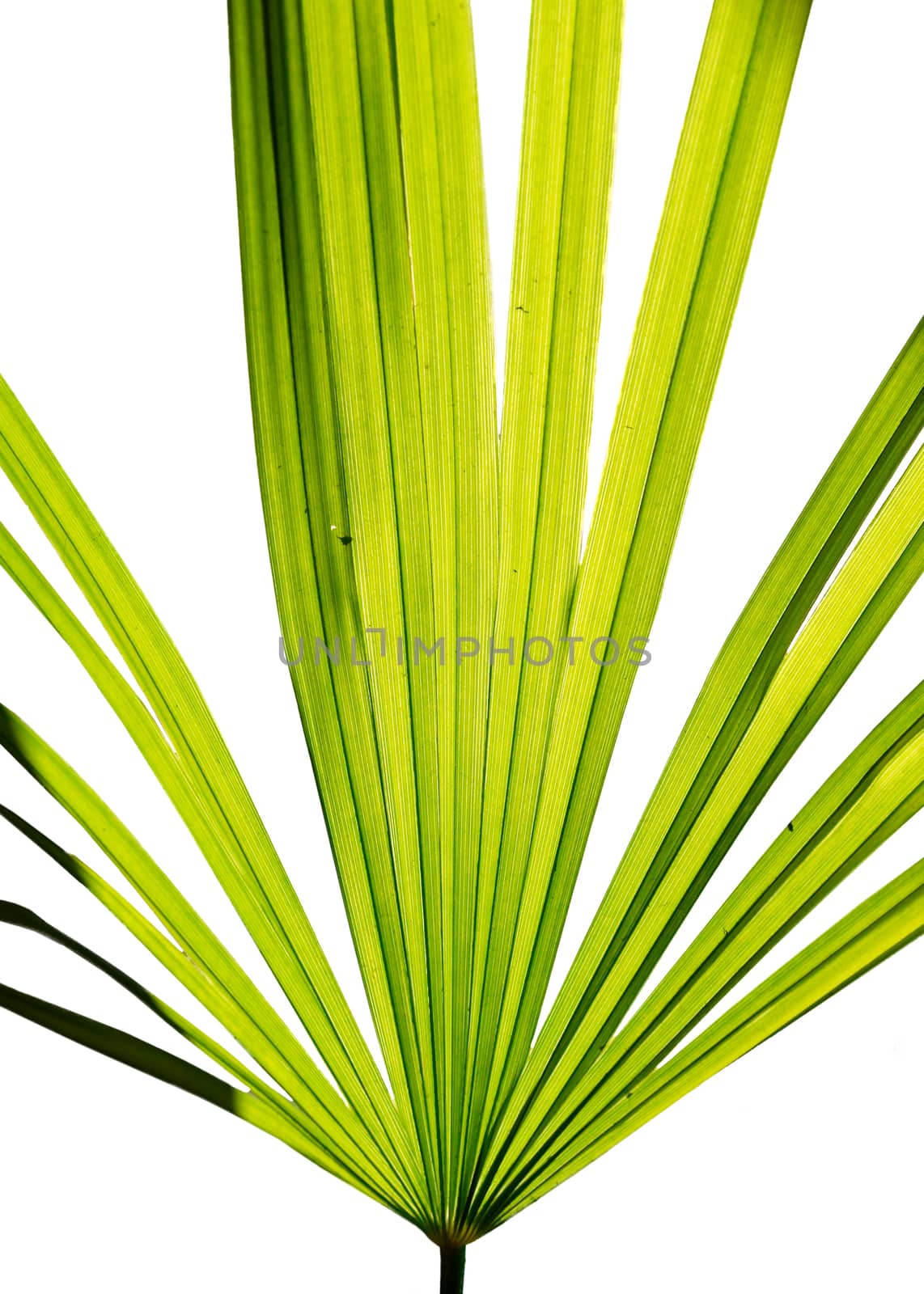 Green leaf of fan palm isolated on white. by vapi