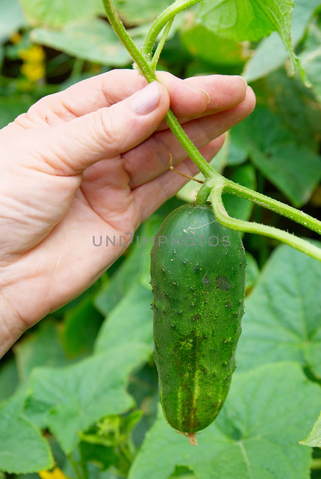 Fresh cucumber with green leaves in a hand.