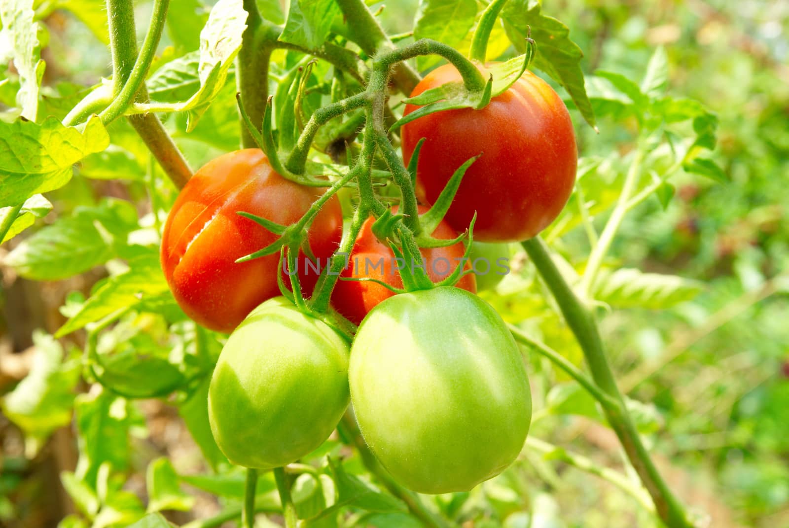 Red and green tomatoes on the bush.