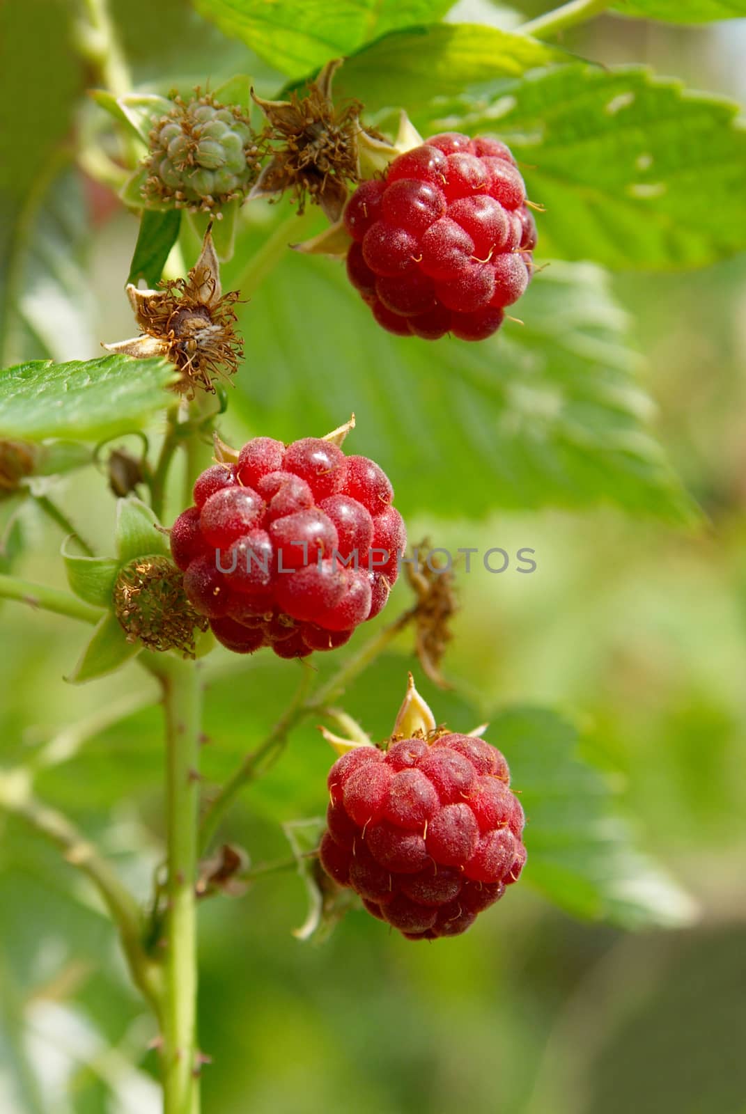 Red wild raspberries soft focus. by vapi