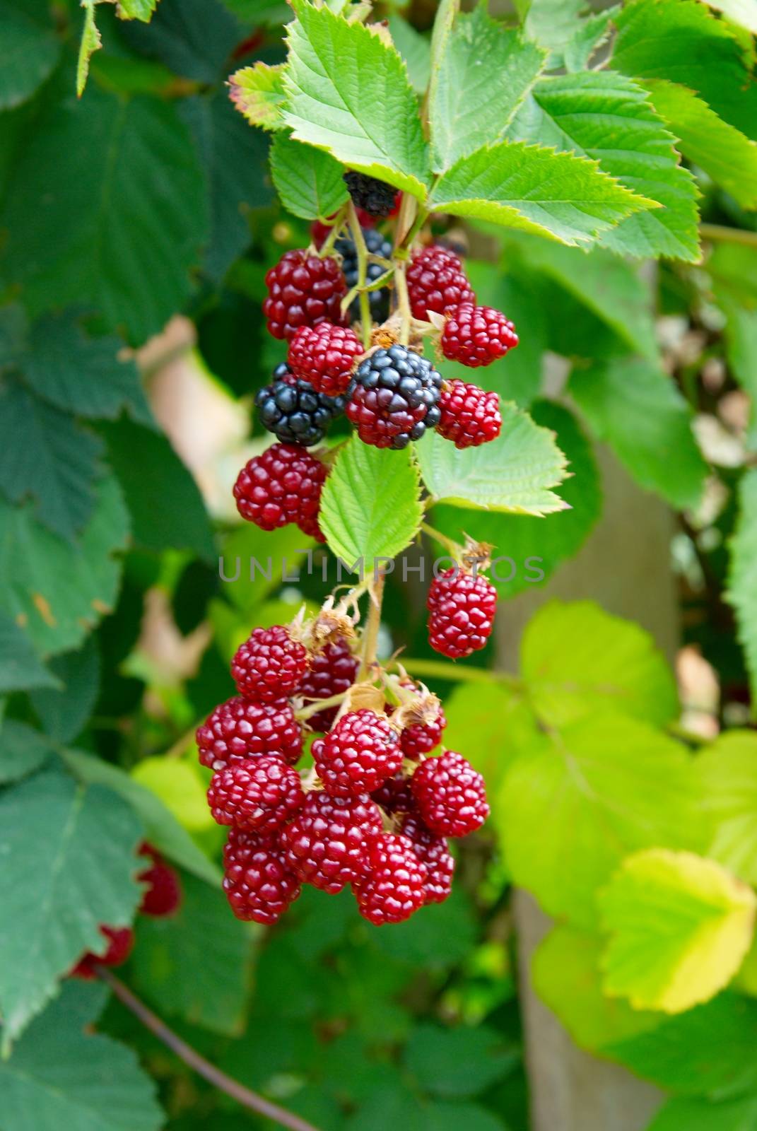 Black and red blackberries close-up, soft focus. by vapi