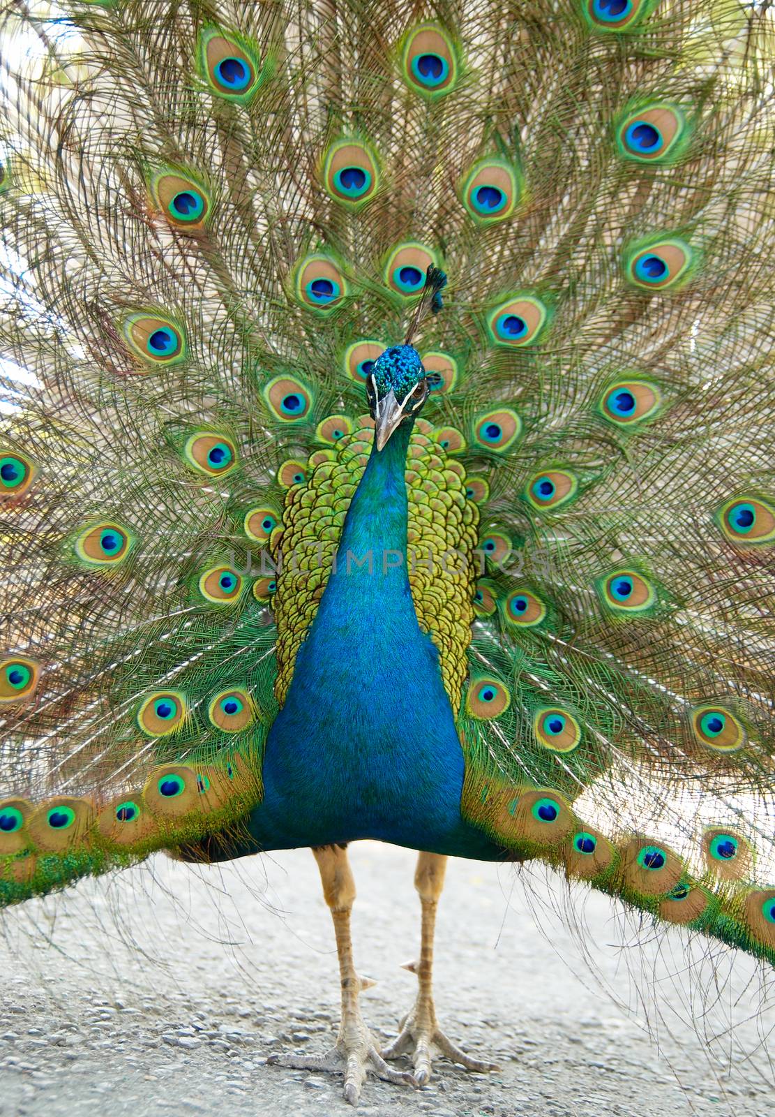 Peacock with open train.