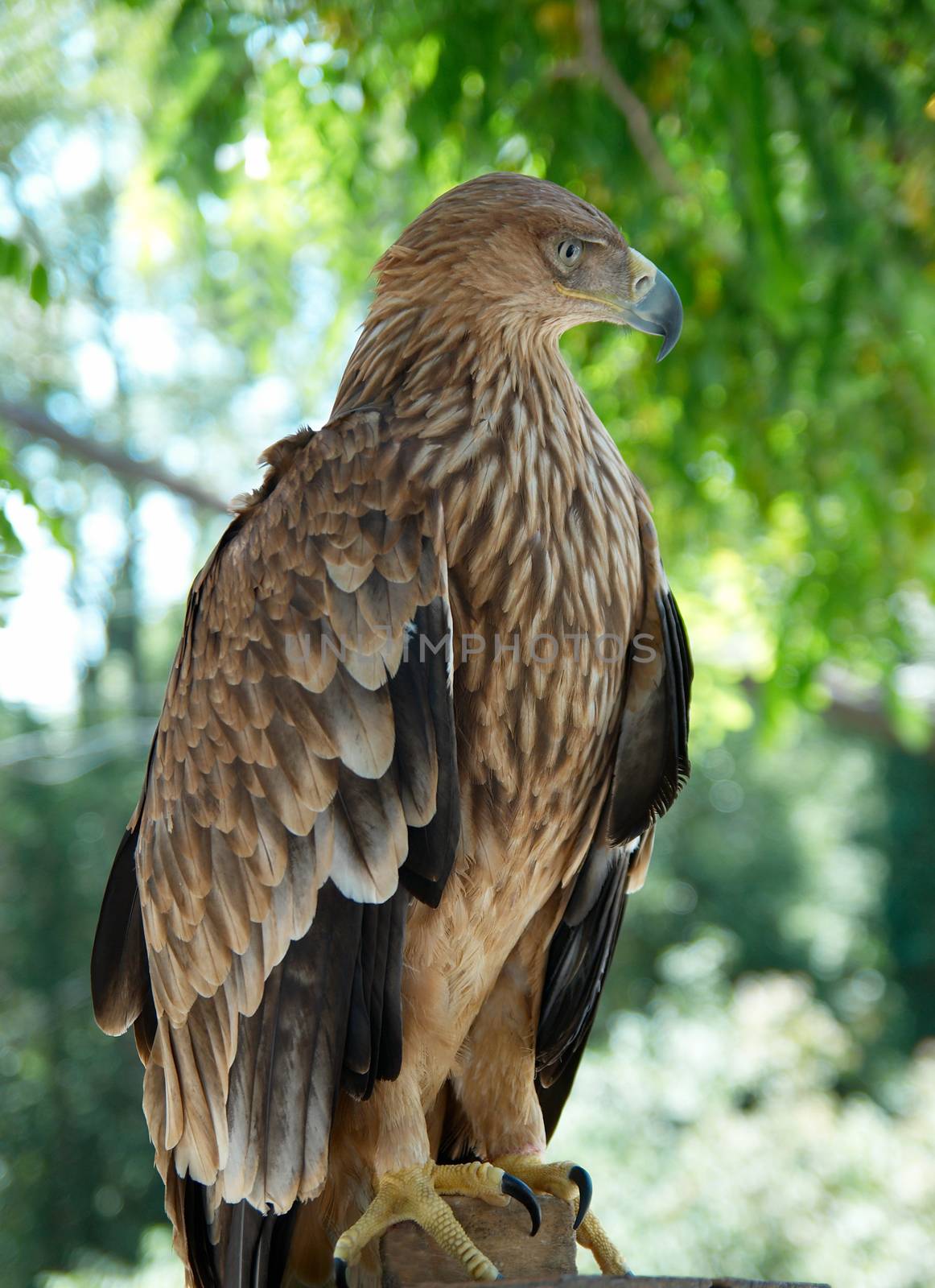 A hawk eagle sitting on the tree.