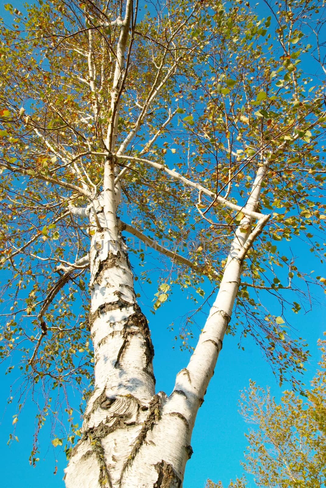 Fall birch with blue sky.