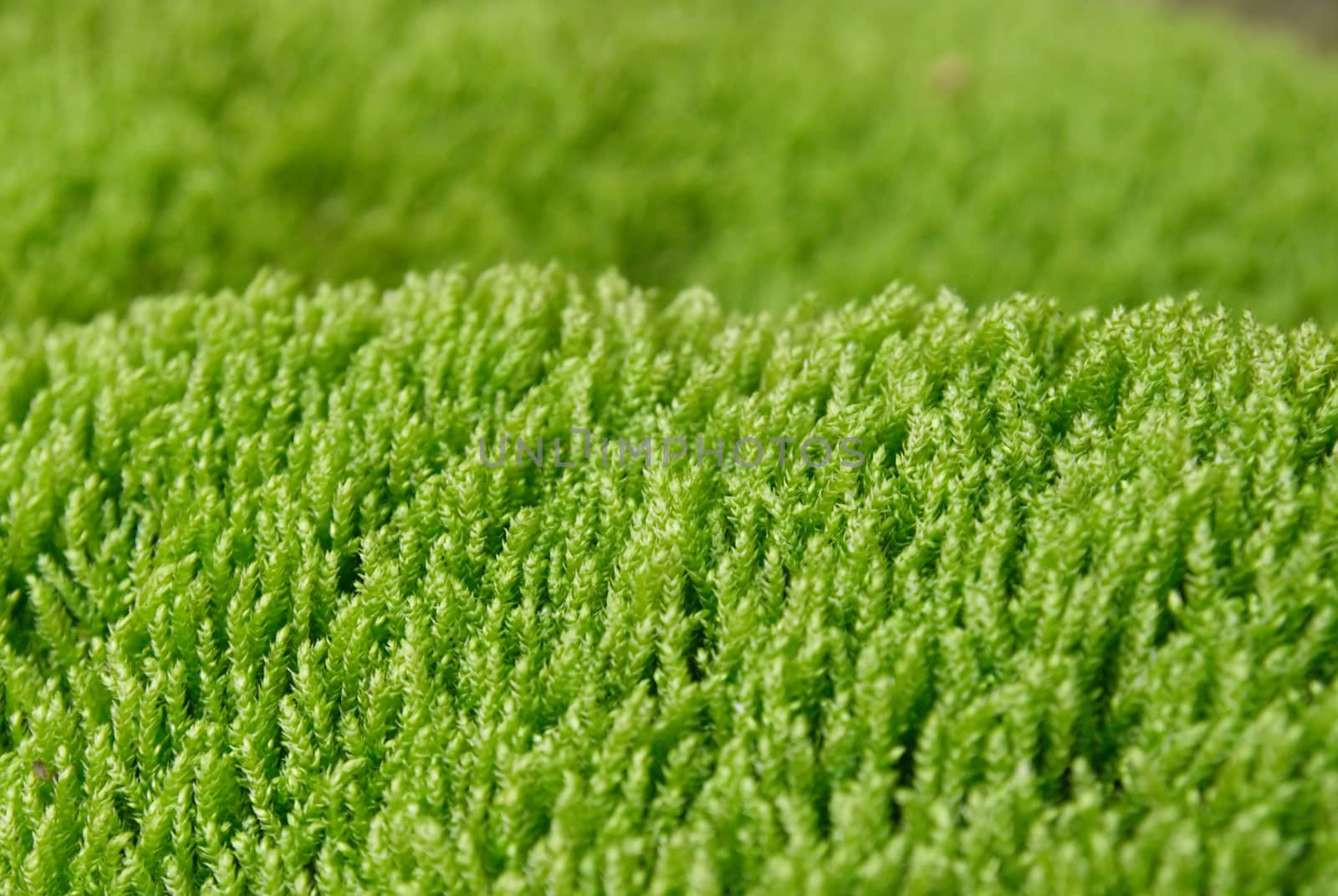Textured green grass.