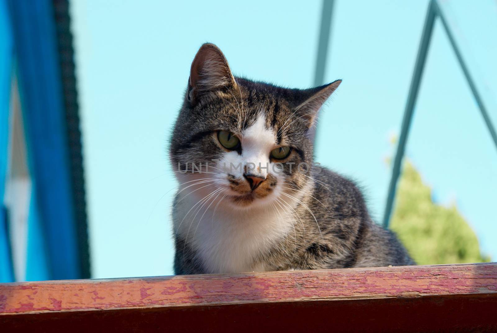 Pretty cat sitting on the stair.