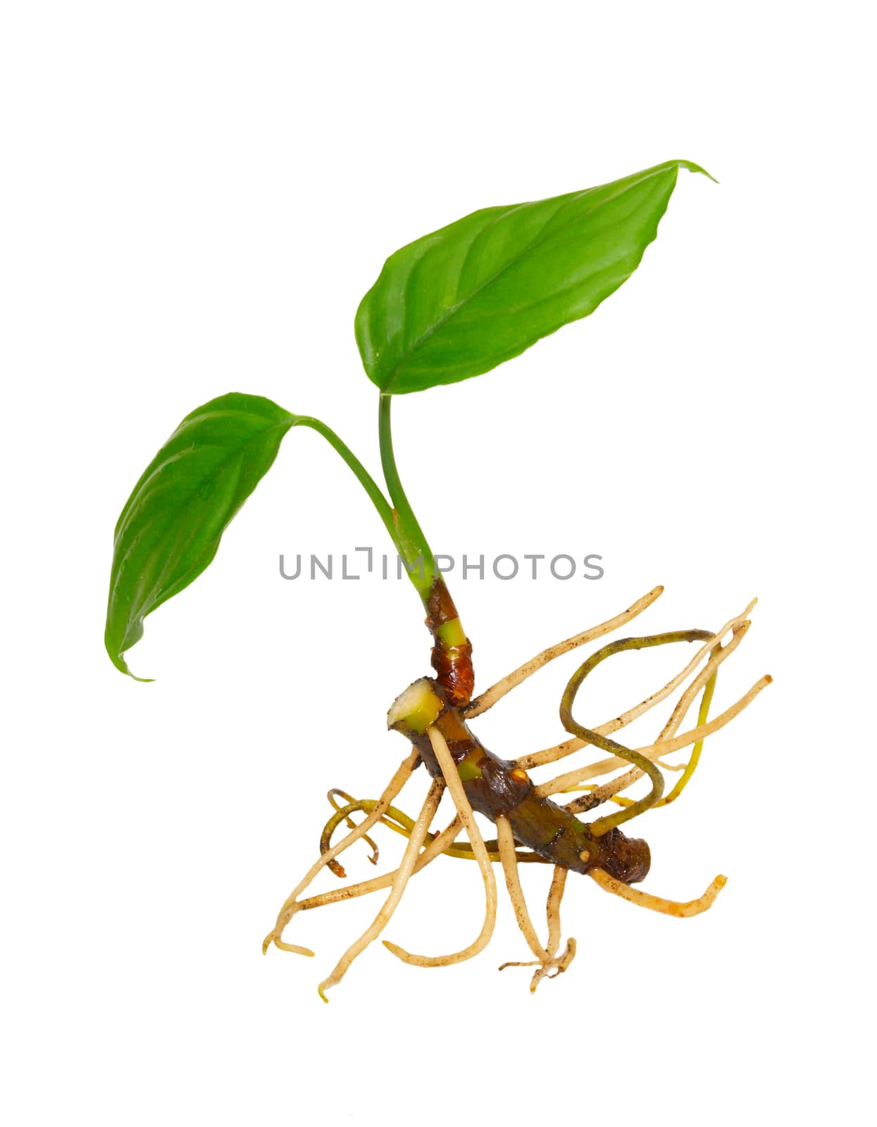 Green young plant isolated on white. by vapi