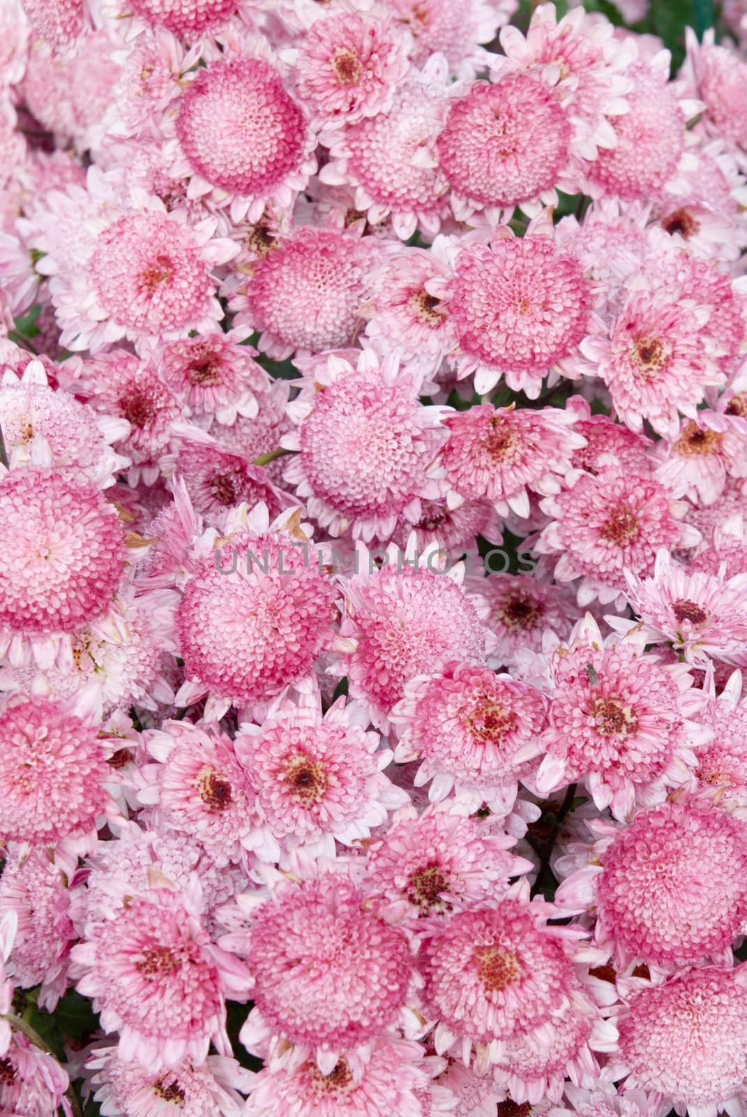 Field of pink chrysanthemum. by vapi