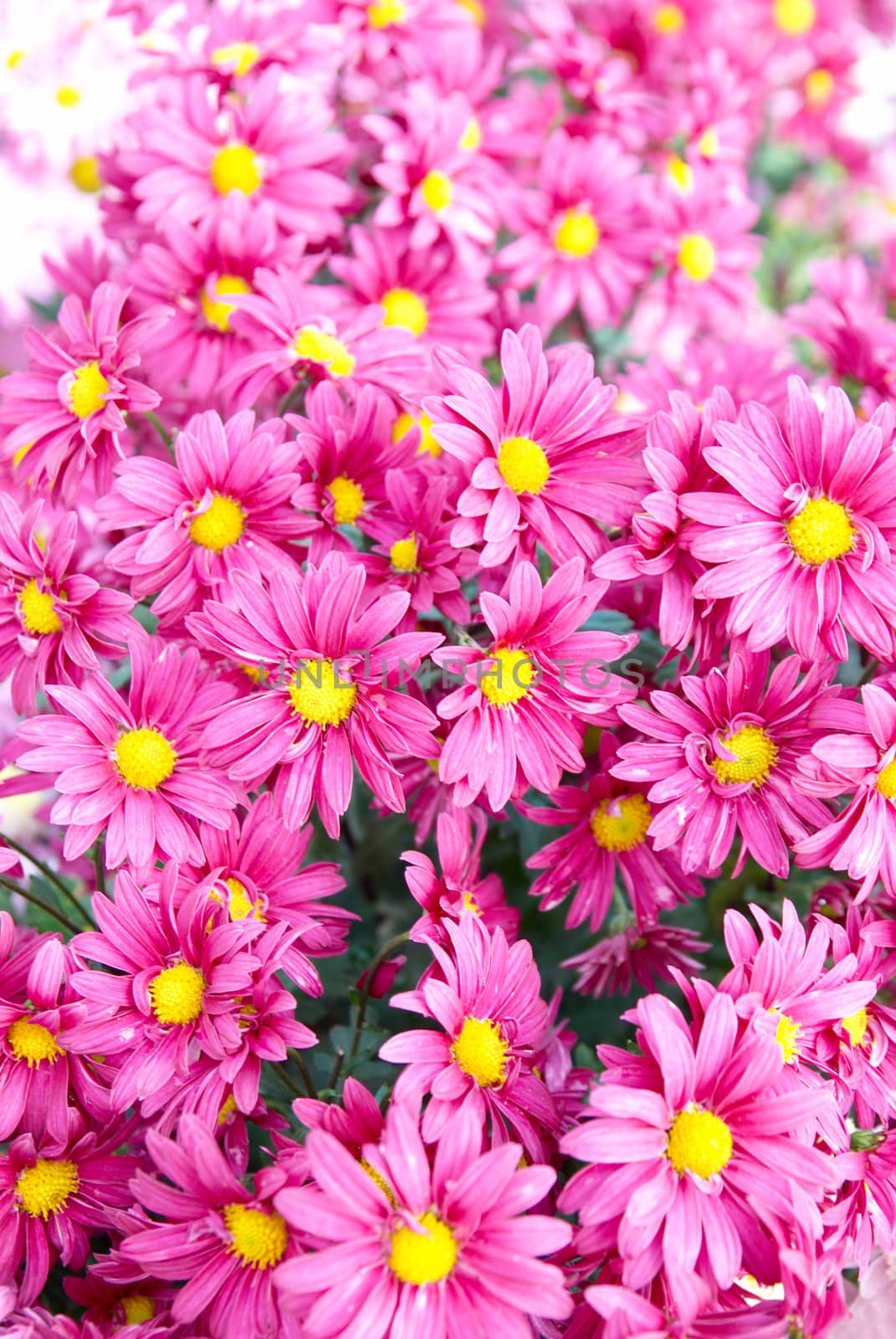 Field of pink chrysanthemums.