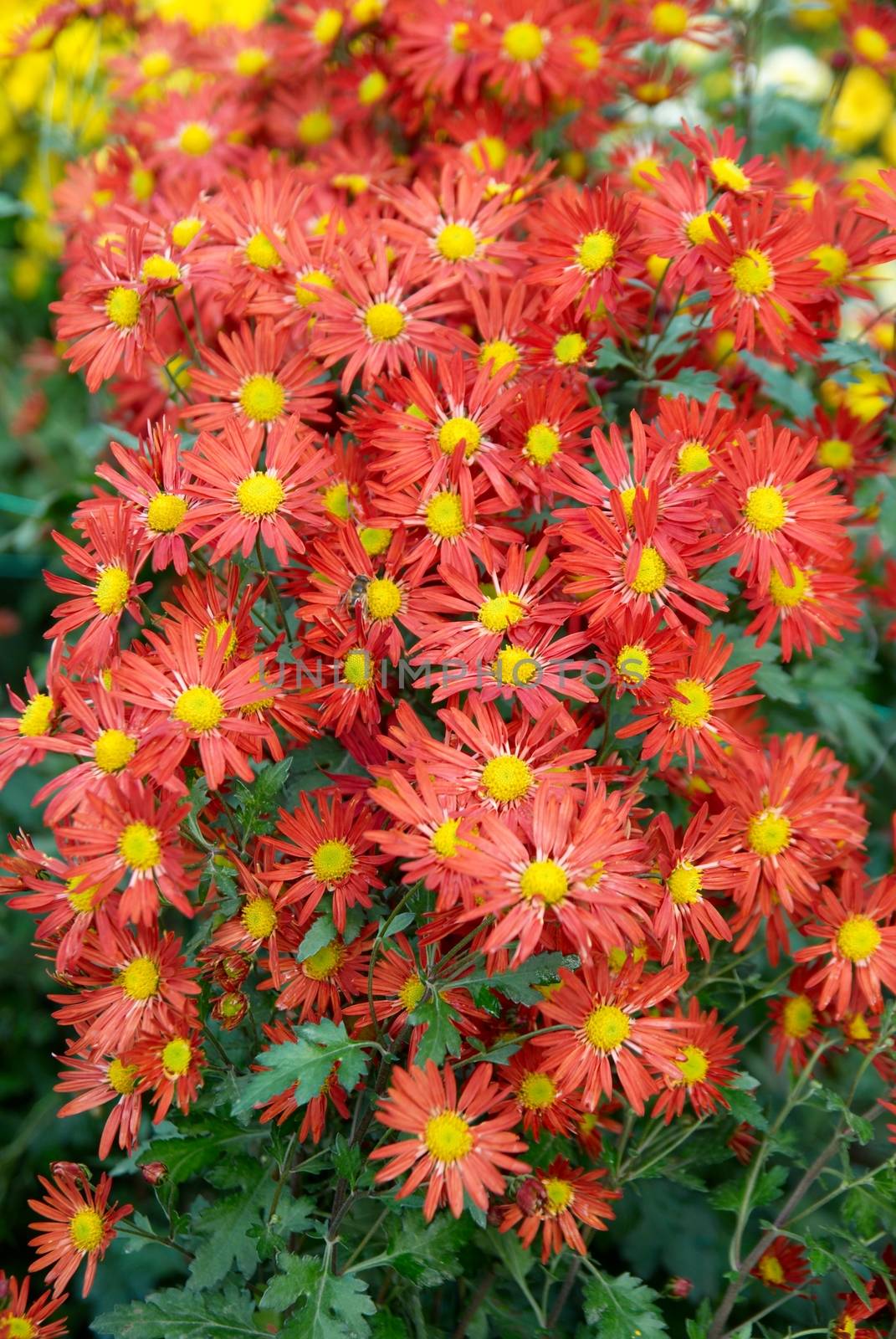 Field of red-yellow and orange chrysanthemums.