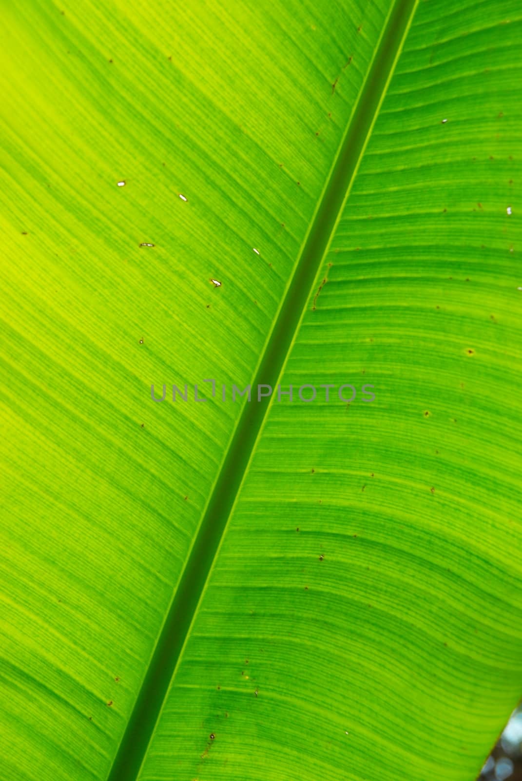 Fresh green banana leaf can be used for backgrounds.