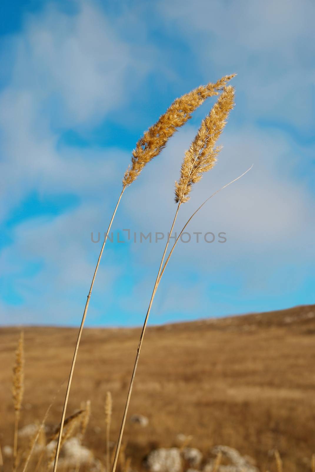 Yellow feather grass with blue sky.