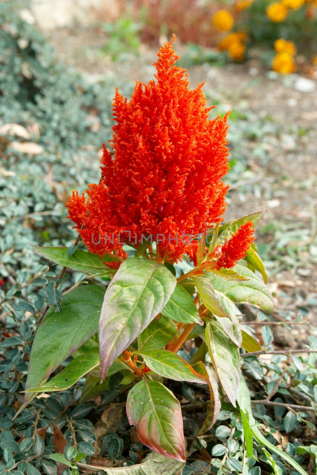 Red flower in the garden.