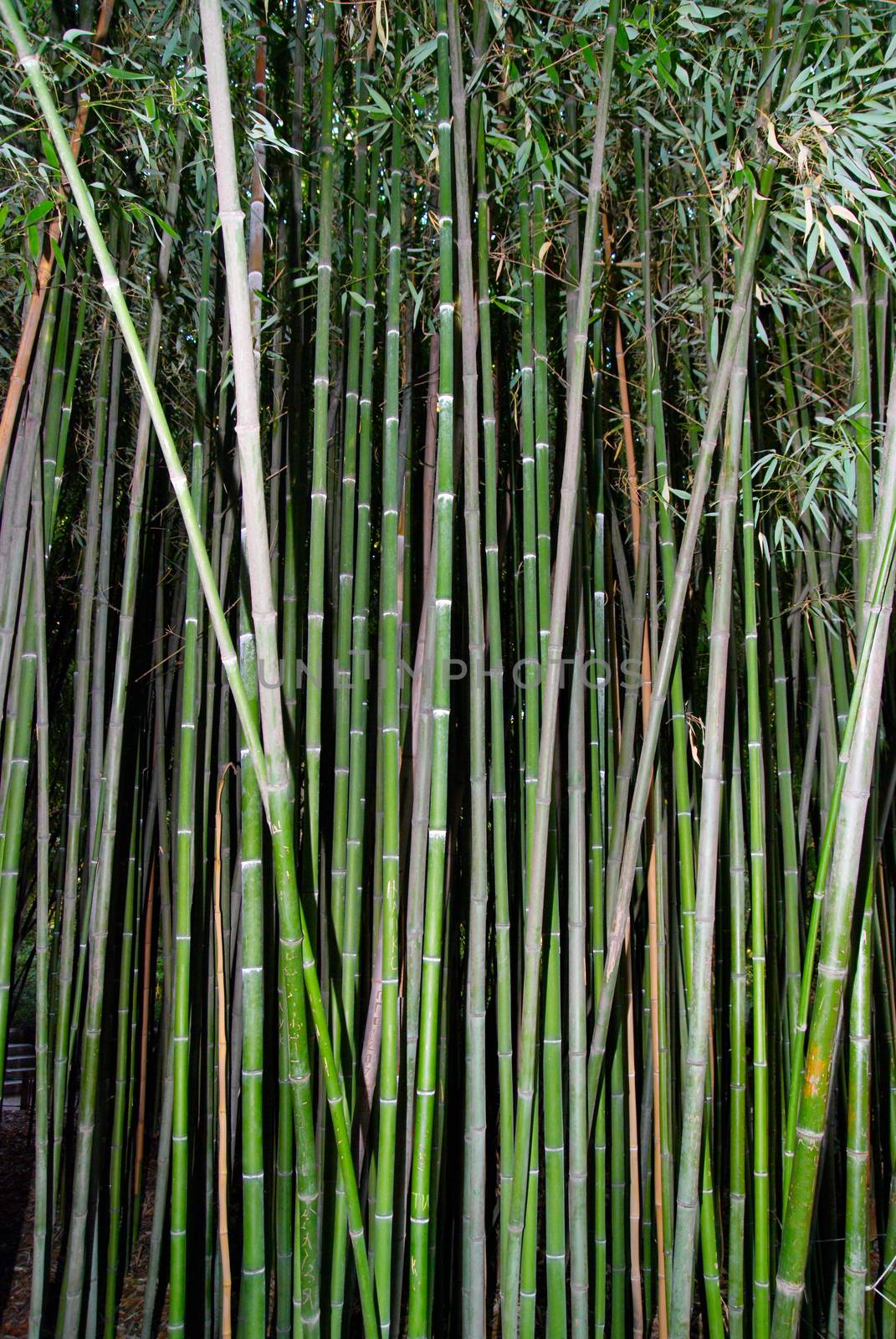 Green zen bamboo. by vapi