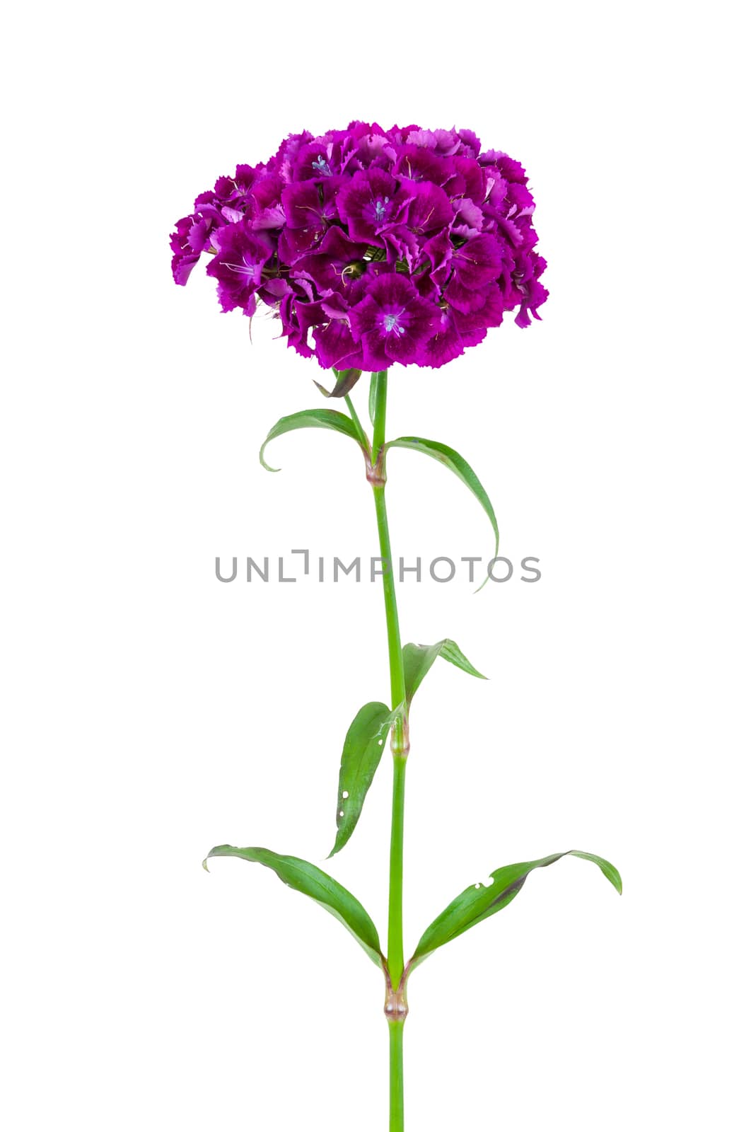 Dianthus barbatus, sweet william, flower isolated on white background with clipping path