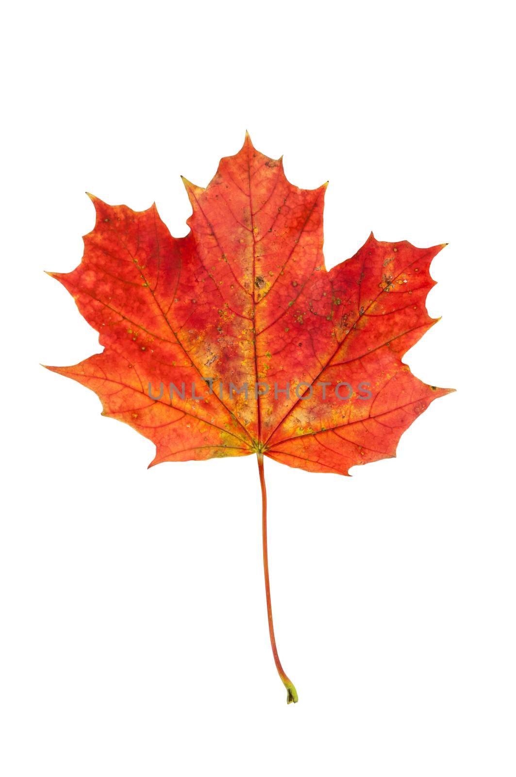 Red autumn maple leaf isolated on white background with clipping path